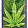 Motif « Cannabis »
